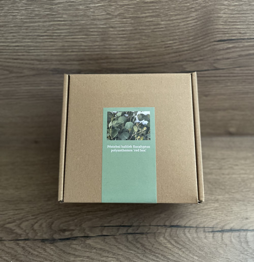 Pěstební balíček Eucalyptus polyanthemos ‘red box’ — foto 4