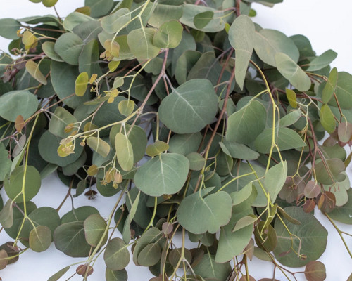 Pěstební balíček Eucalyptus polyanthemos ‘red box’ — foto 5
