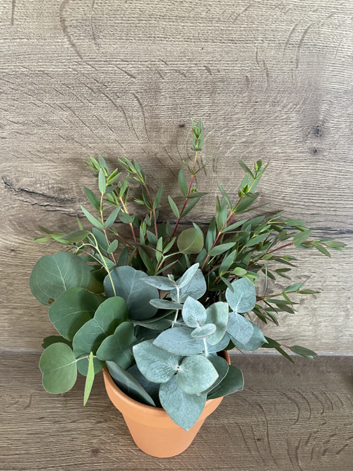 Pěstební balíček Eucalyptus polyanthemos ‘red box’ — foto 6