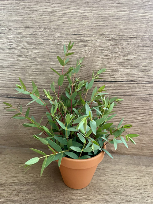 Pěstební balíček Eucalyptus parvula ‘small leaved — foto 5