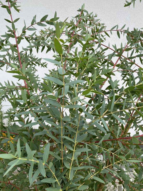 Pěstební balíček Eucalyptus parvula ‘small leaved — foto 6