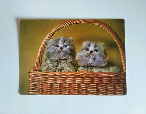 Koťata perská — foto 2