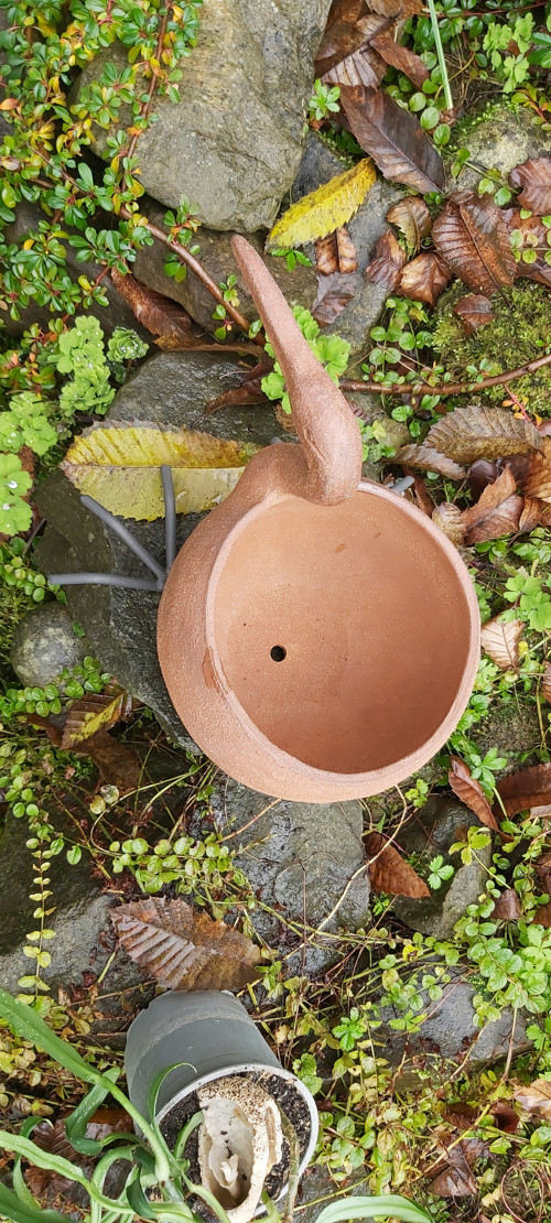 Sagi hnědý — foto 3