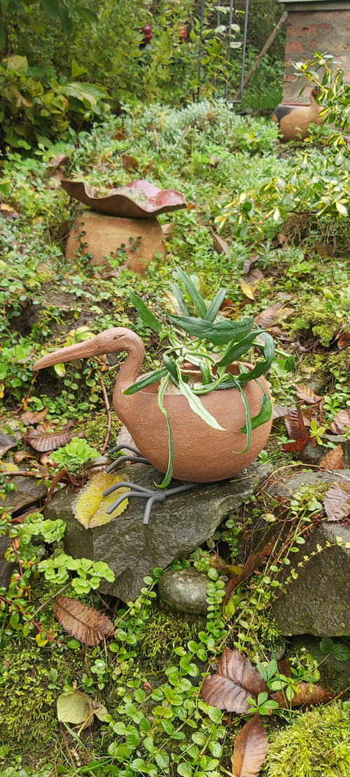 Sagi hnědý — foto 2