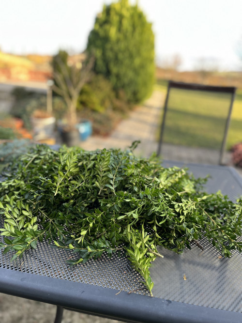 Buxus na výrobu věnce — foto 2