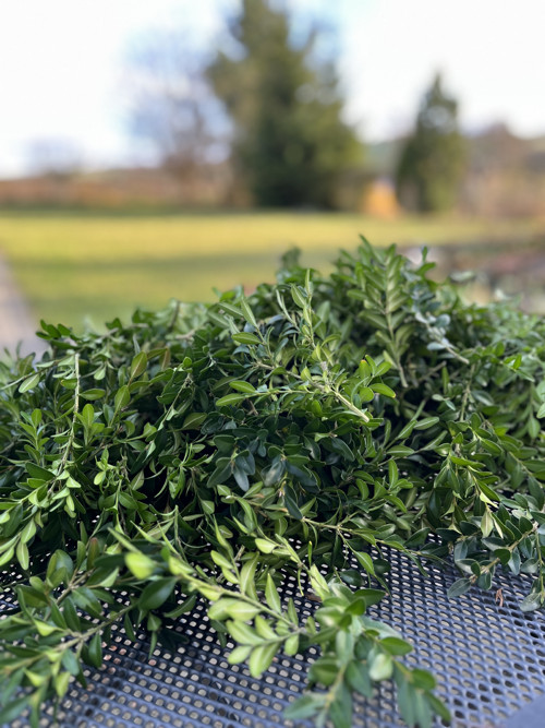 Buxus na výrobu věnce — foto 5