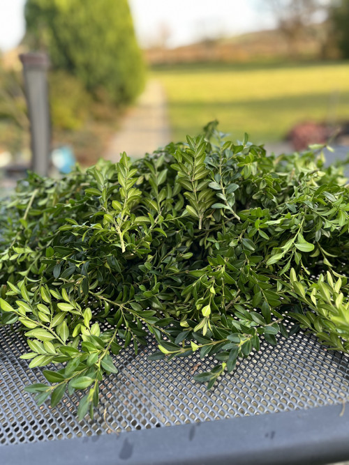Buxus na výrobu věnce — foto 3