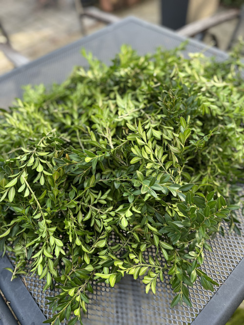 Buxus na výrobu věnce — foto 4