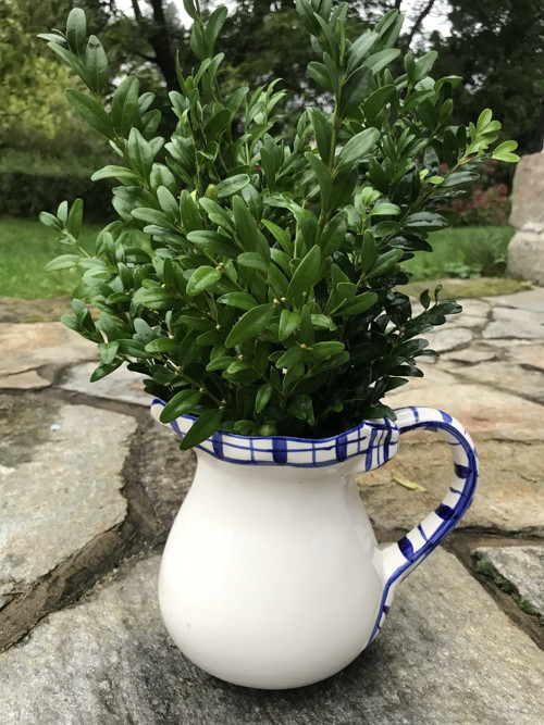 Buxus-zimostráz — foto 4