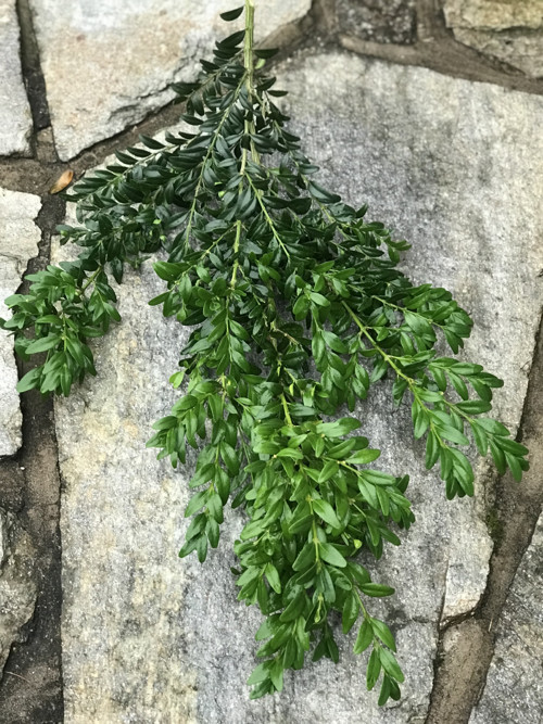 Buxus-zimostráz — foto 2