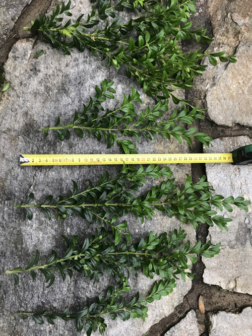Buxus-zimostráz — foto 3