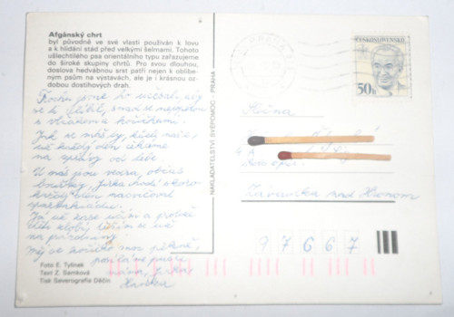 POHLEDNICE • Afgánský chrt, 1985 — foto 2