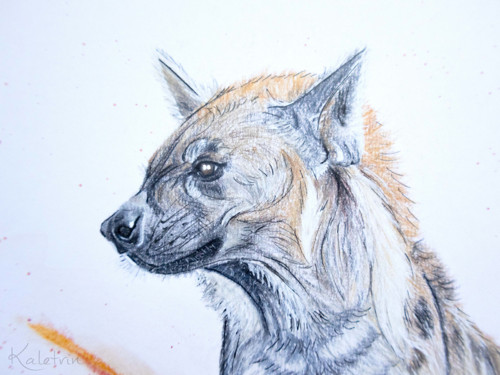 Ohnivá hyena — foto 3