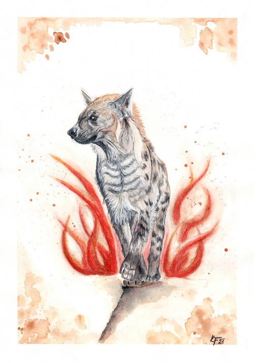 Ohnivá hyena — foto 4