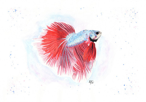 Betta bojovnice — foto 4