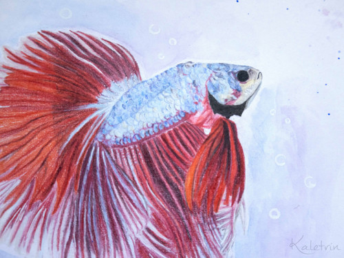 Betta bojovnice — foto 3