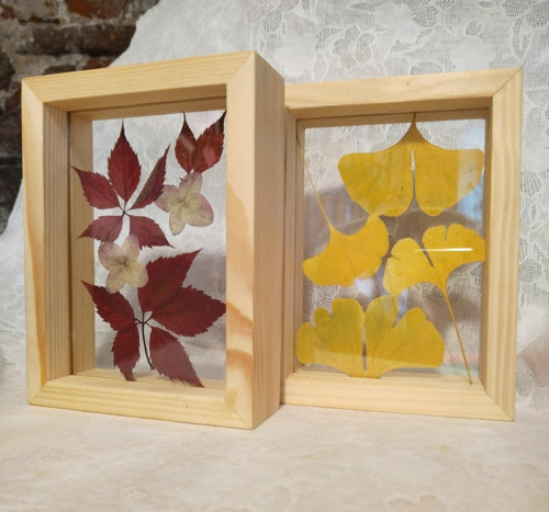 Ginkgo listy ve skle — foto 2