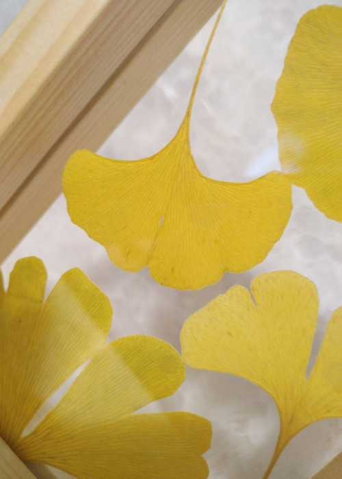 Ginkgo listy ve skle — foto 3