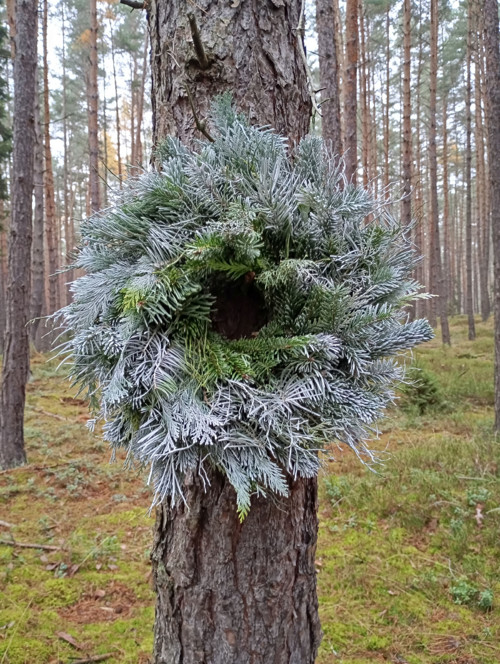 Sněhulák jedlový — foto 3