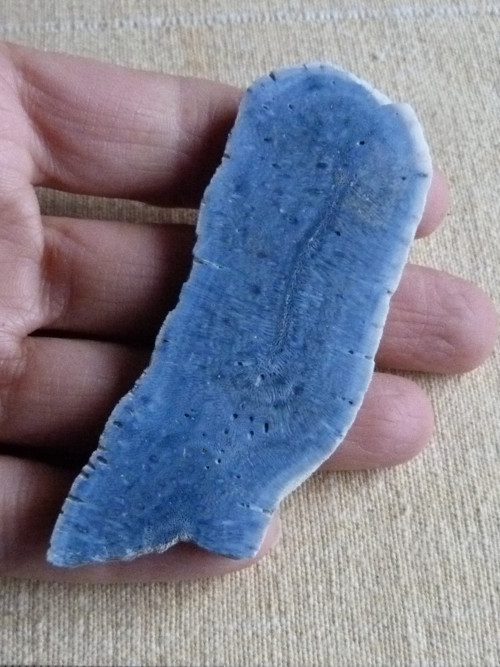 Korál modrý přírodní - 8,2 cm - Extra! — foto 2