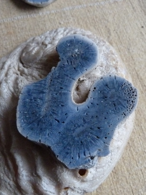 Korál modrý přírodní - 5,3 cm - Extra! — foto 5