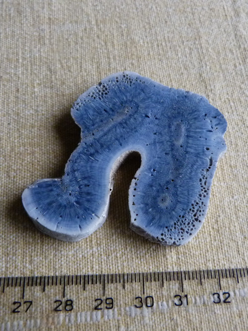 Korál modrý přírodní - 5,3 cm - Extra! — foto 4
