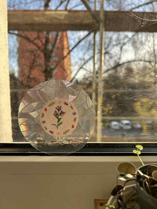 Lapač slunce: plicník lékařský — foto 2