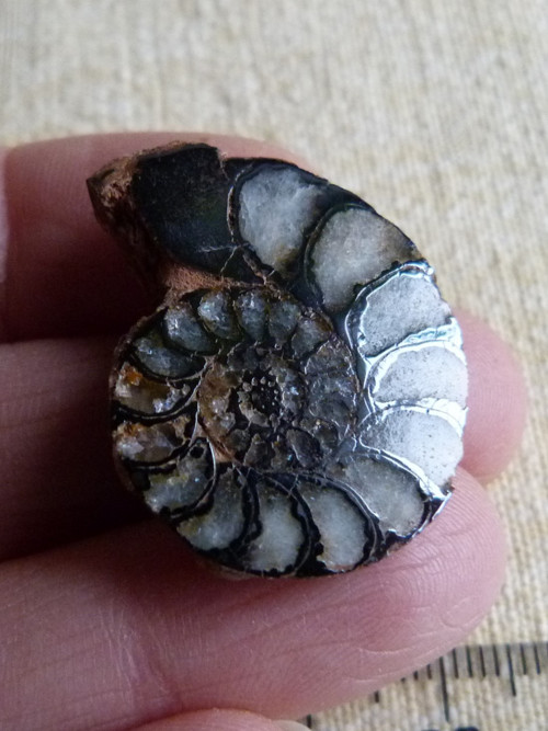 Amonit - 2,8 cm — foto 2