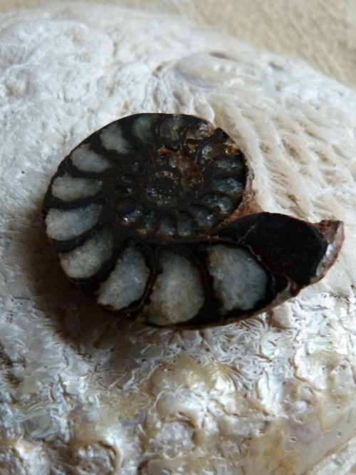 Amonit - 2,8 cm — foto 6