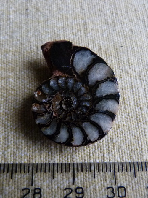 Amonit - 2,8 cm — foto 3