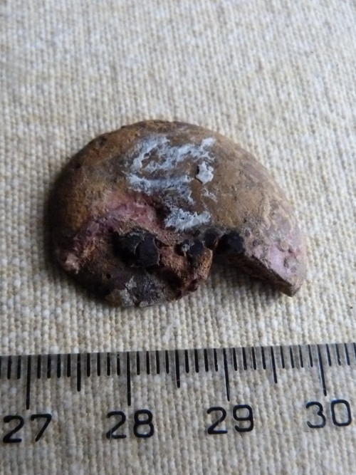 Amonit - 2,8 cm — foto 5