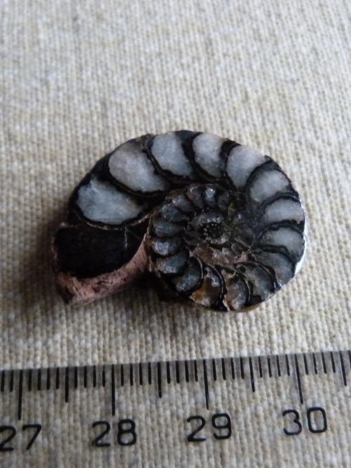 Amonit - 2,8 cm — foto 4