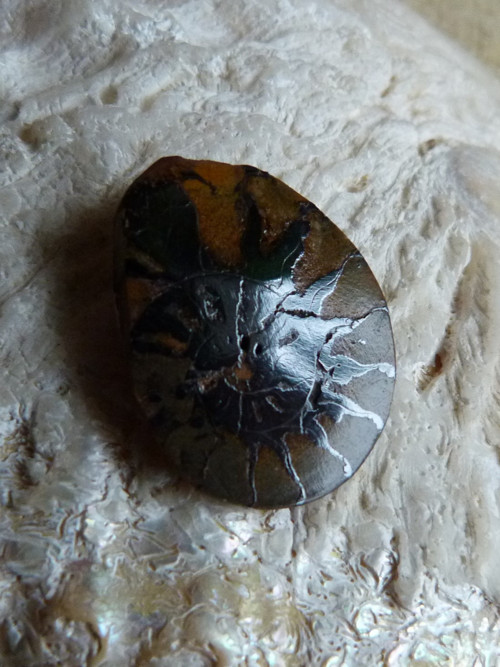Amonit - 2,5 cm — foto 5