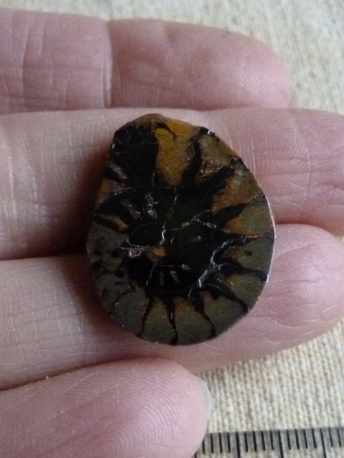 Amonit - 2,5 cm — foto 4