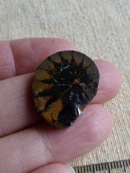 Amonit - 2,5 cm — foto 3