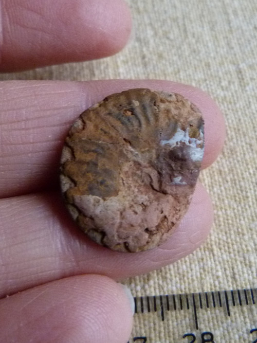 Amonit - 2,5 cm — foto 6