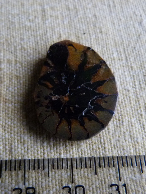 Amonit - 2,5 cm — foto 2