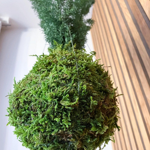 Asparagus densiflorus — foto 2