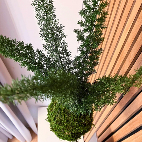 Asparagus densiflorus — foto 5