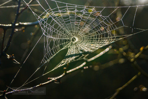 Tichá síť světla — foto 2