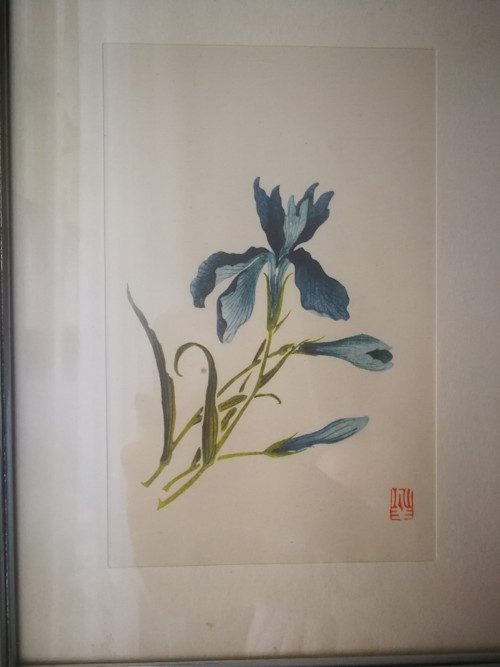 Japonský akvarel kosatec — foto 2