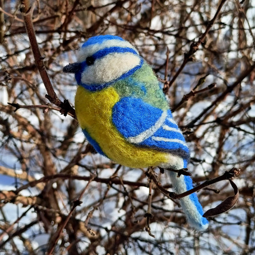 Sýkorka modřinka — foto 2