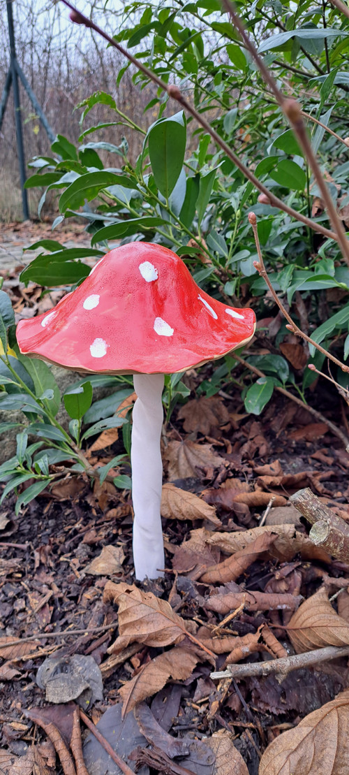 Muchomůrka veliká1 MEGA17cm průměr kloboučku — foto 2