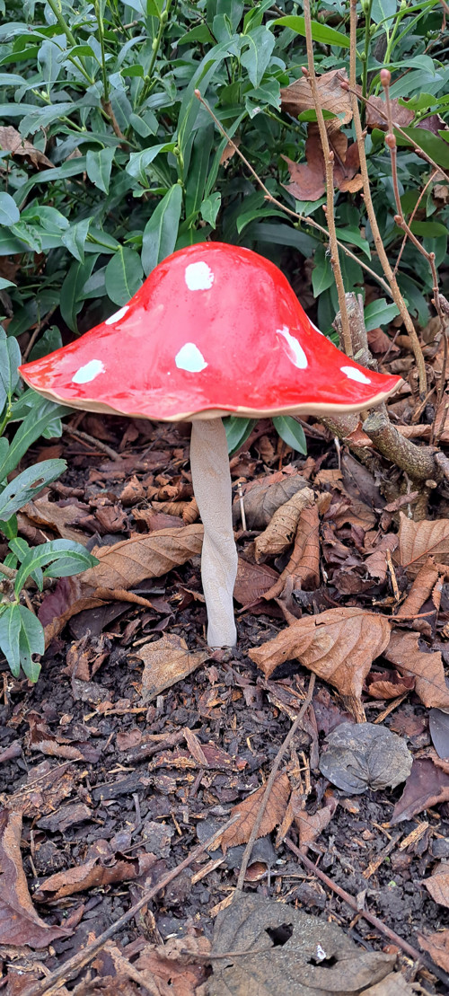 Muchomůrka veliká1 MEGA17cm průměr kloboučku — foto 4