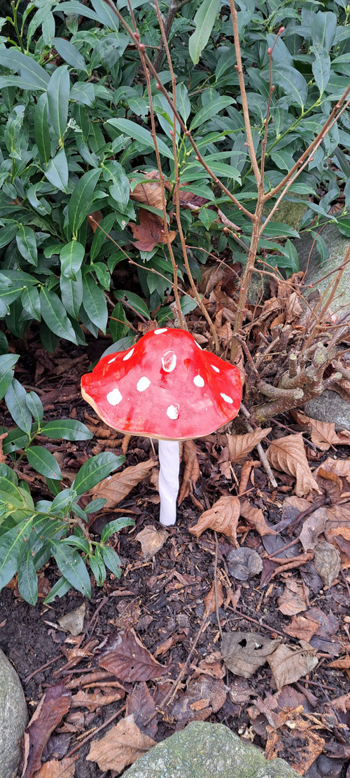 Muchomůrka veliká1 MEGA17cm průměr kloboučku — foto 5