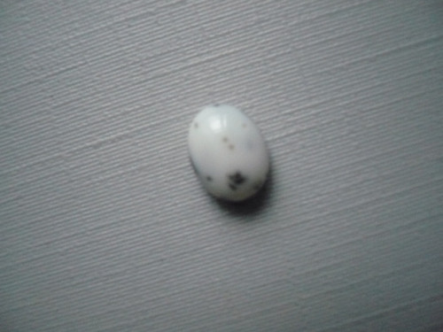 Kabošon - dendritický opál 9 mm, č.58Ef — foto 2