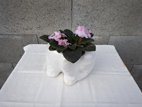 Slon Bimbo — foto 2