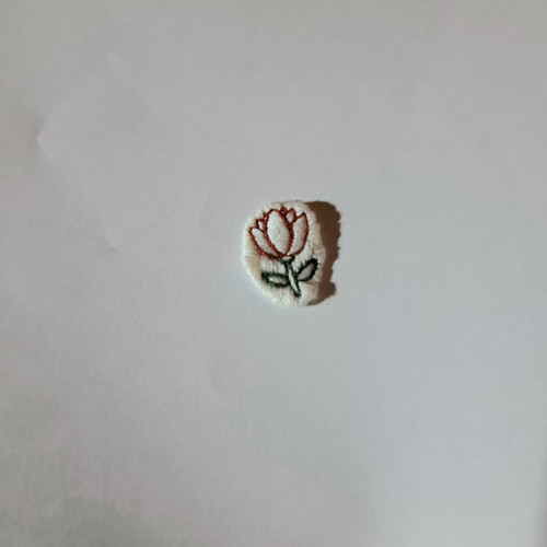 Drobný tulipán — foto 4
