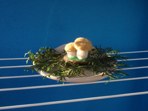 HŘIBEČEK PŘÍVĚSKATÝ? — foto 2