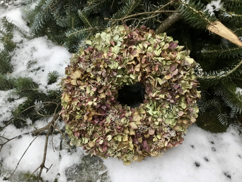 Hortenzie — foto 4